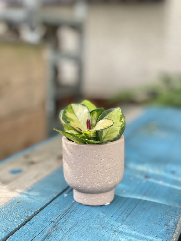 Zdjęcie doniczki lub oslonki: Osłonka Korek 6x7cm, ujęcie 2