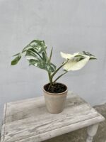 Zdjęcie doniczki lub oslonki: Oslonka valencia 14 × 15 cm, ujęcie 3
