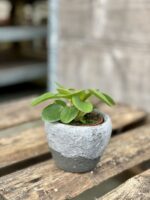 Zdjęcie doniczki lub oslonki: Oslonka wezuwiusz 7 × 7 cm, ujęcie 2