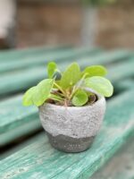 Zdjęcie rosliny doniczkowej Pilea Peperomioides, ujęcie 1