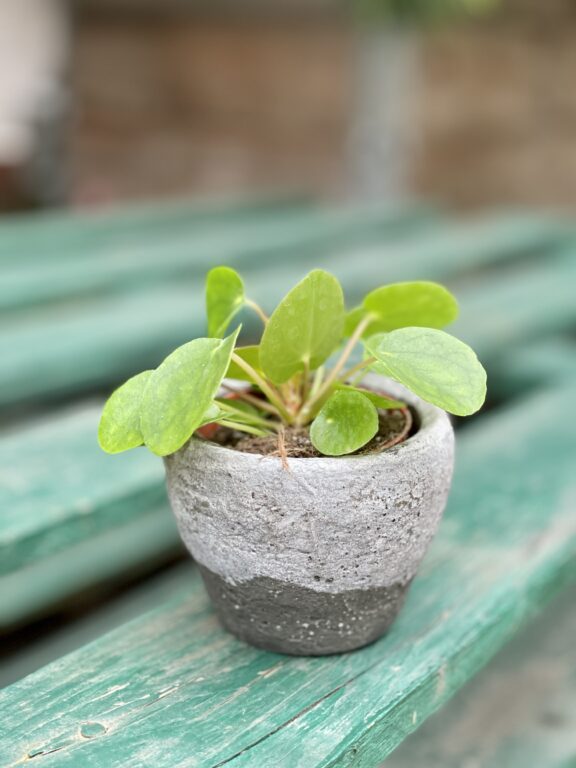 Zdjęcie rosliny doniczkowej Pilea Peperomioides, ujęcie 1