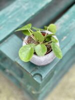 Zdjęcie rosliny doniczkowej Pilea Peperomioides, ujęcie 2