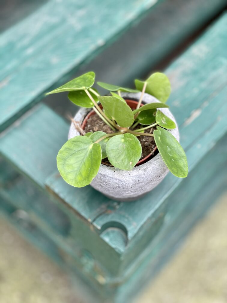 Zdjęcie rosliny doniczkowej Pilea Peperomioides, ujęcie 2