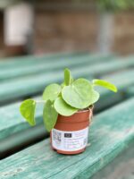 Zdjęcie rosliny doniczkowej Pilea Peperomioides, ujęcie 3
