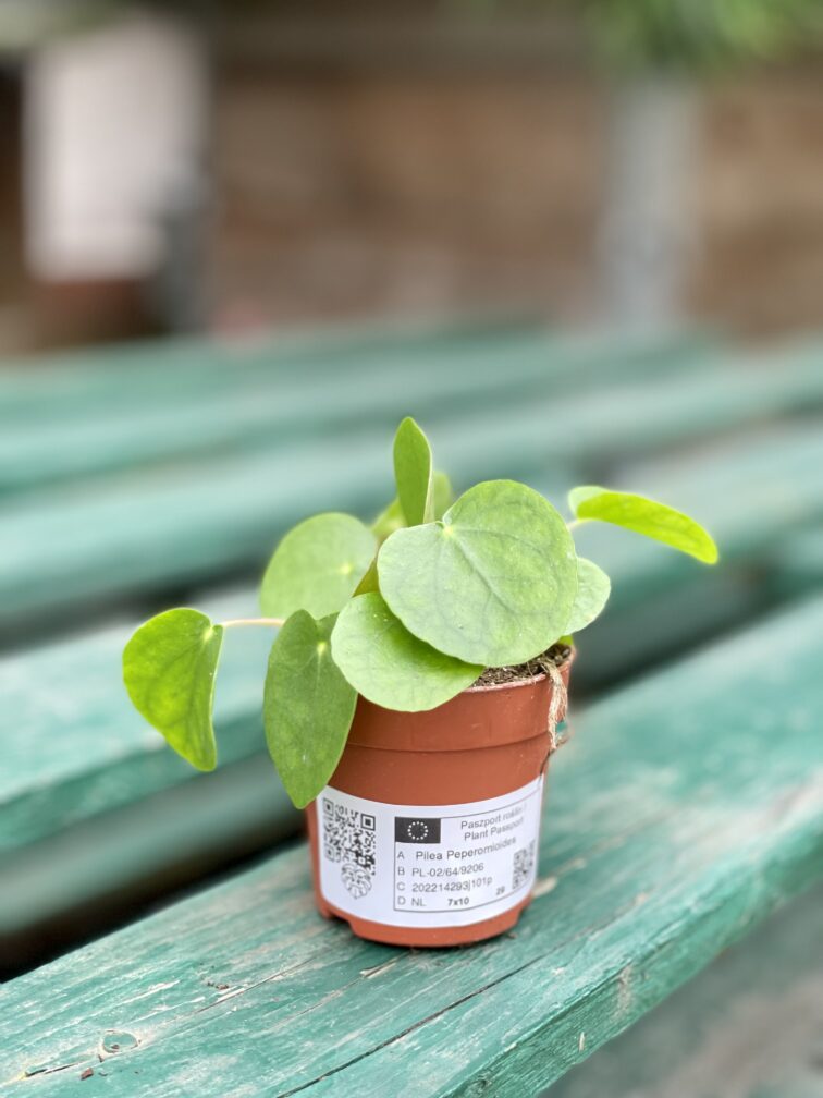 Zdjęcie rosliny doniczkowej Pilea Peperomioides, ujęcie 3