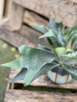 Zdjęcie rosliny doniczkowej Platycerium bifurcatum (Łosie rogi), ujęcie 2