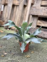 Zdjęcie rosliny doniczkowej Platycerium bifurcatum (Łosie rogi), ujęcie 3