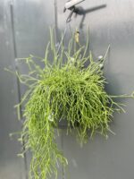 Zdjęcie rosliny doniczkowej Rhipsalis cassutha Cassera (Patyczak), ujęcie 1