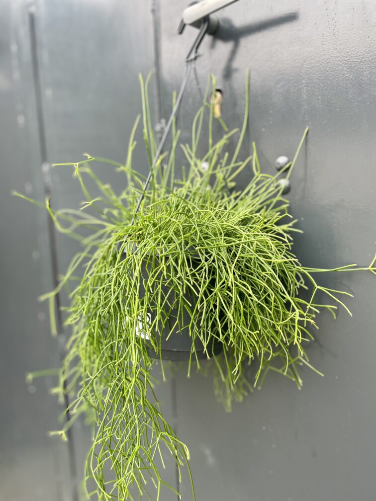 Zdjęcie rosliny doniczkowej Rhipsalis cassutha Cassera (Patyczak), ujęcie 1