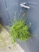 Zdjęcie rosliny doniczkowej Rhipsalis cassutha Cassera (Patyczak), ujęcie 2