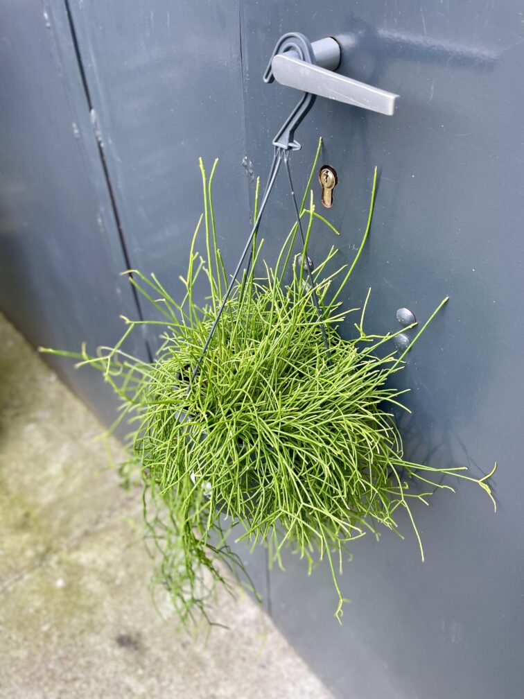 Zdjęcie rosliny doniczkowej Rhipsalis cassutha Cassera (Patyczak), ujęcie 2