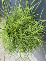 Zdjęcie rosliny doniczkowej Rhipsalis cassutha Cassera (Patyczak), ujęcie 3