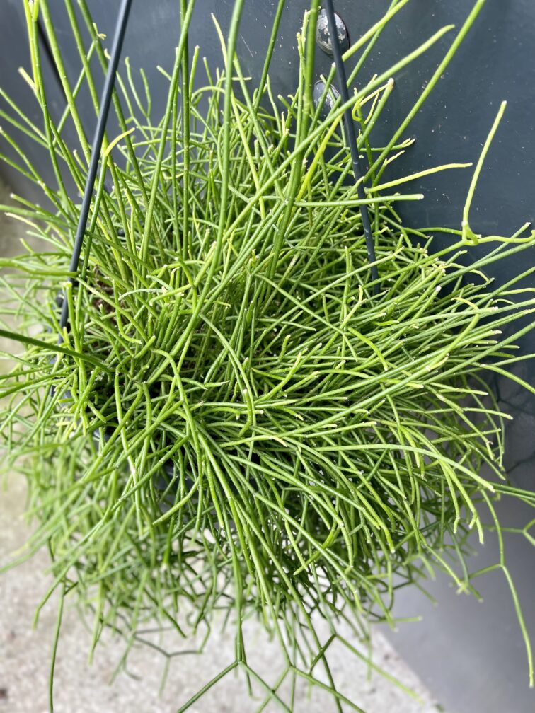 Zdjęcie rosliny doniczkowej Rhipsalis cassutha Cassera (Patyczak), ujęcie 3