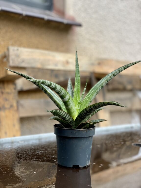Zdjęcie rosliny doniczkowej Sansevieria trifasciata Megan, ujęcie 1