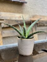 Zdjęcie rosliny doniczkowej Sansevieria trifasciata Megan, ujęcie 2