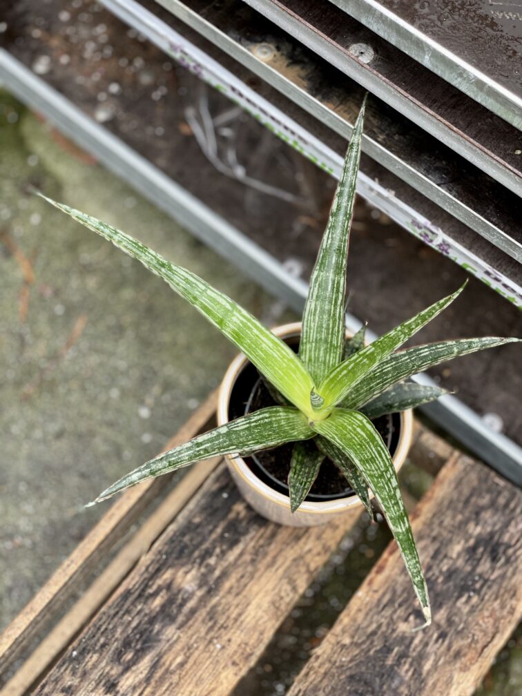 Zdjęcie rosliny doniczkowej Sansevieria trifasciata Megan, ujęcie 3