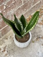 Zdjęcie rosliny doniczkowej Sansevieria trifasciata Silver Flame, ujęcie 1