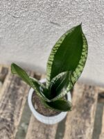 Zdjęcie rosliny doniczkowej Sansevieria trifasciata Silver Flame, ujęcie 2