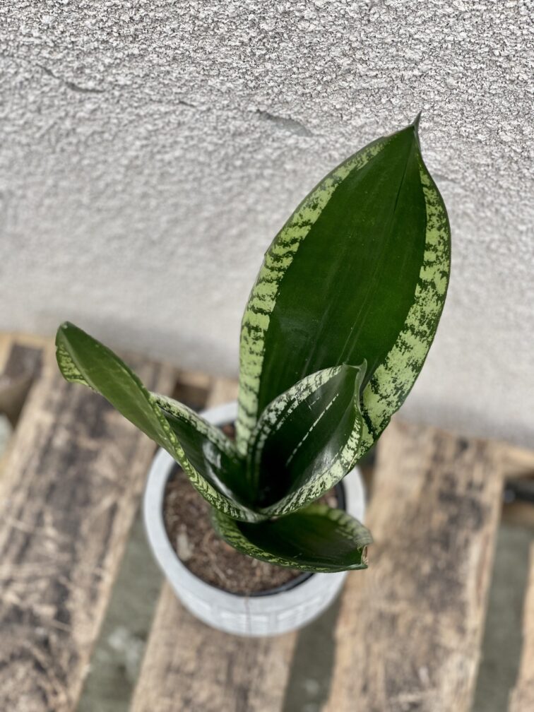 Zdjęcie rosliny doniczkowej Sansevieria trifasciata Silver Flame, ujęcie 2