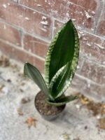 Zdjęcie rosliny doniczkowej Sansevieria trifasciata Silver Flame, ujęcie 3