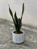 Zdjęcie rosliny doniczkowej Sansevieria trifasciata Silver Flame, ujęcie 4