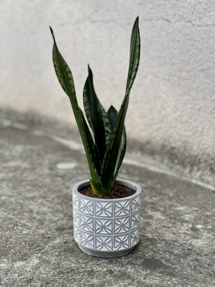 Zdjęcie rosliny doniczkowej Sansevieria trifasciata Silver Flame, ujęcie 4