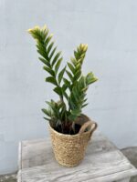 Zdjęcie rosliny doniczkowej Zamioculcas zamiifolia variegata, ujęcie 1