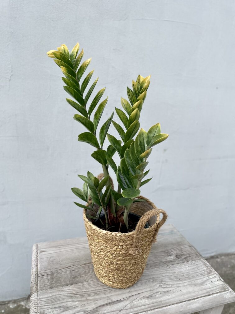 Zdjęcie rosliny doniczkowej Zamioculcas zamiifolia variegata, ujęcie 1