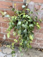 Zdjęcie rosliny doniczkowej Aeschynanthus Marmoratus (Marmurkowy), ujęcie 1