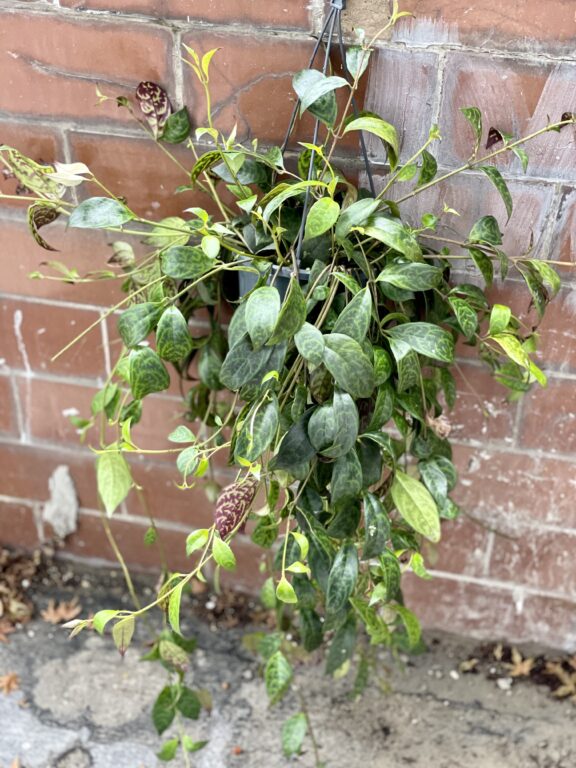 Zdjęcie rosliny doniczkowej Aeschynanthus Marmoratus (Marmurkowy), ujęcie 1