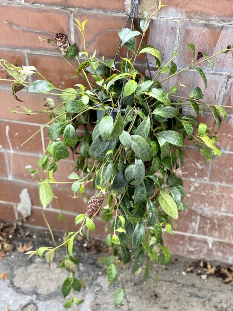 Zdjęcie rosliny doniczkowej Aeschynanthus Marmoratus (Marmurkowy), ujęcie 1