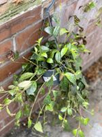 Zdjęcie rosliny doniczkowej Aeschynanthus Marmoratus (Marmurkowy), ujęcie 2