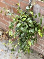 Zdjęcie rosliny doniczkowej Aeschynanthus Marmoratus (Marmurkowy), ujęcie 3