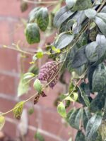 Zdjęcie rosliny doniczkowej Aeschynanthus Marmoratus (Marmurkowy), ujęcie 4