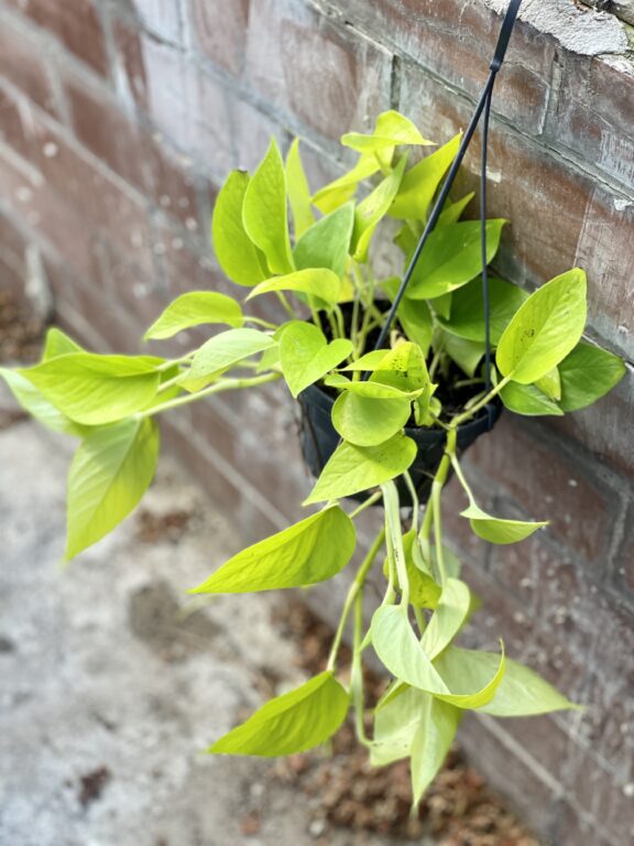 Zdjęcie rosliny doniczkowej Epipremnum Golden Pothos (Epipremnum Neon), ujęcie 1