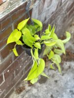 Zdjęcie rosliny doniczkowej Epipremnum Golden Pothos (Epipremnum Neon), ujęcie 2