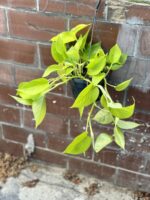Zdjęcie rosliny doniczkowej Epipremnum Golden Pothos (Epipremnum Neon), ujęcie 3