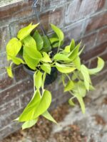 Zdjęcie rosliny doniczkowej Epipremnum Golden Pothos (Epipremnum Neon), ujęcie 4