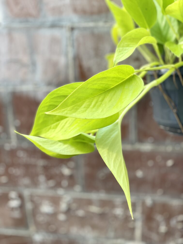 Zdjęcie rosliny doniczkowej Epipremnum Golden Pothos (Epipremnum Neon), ujęcie 5