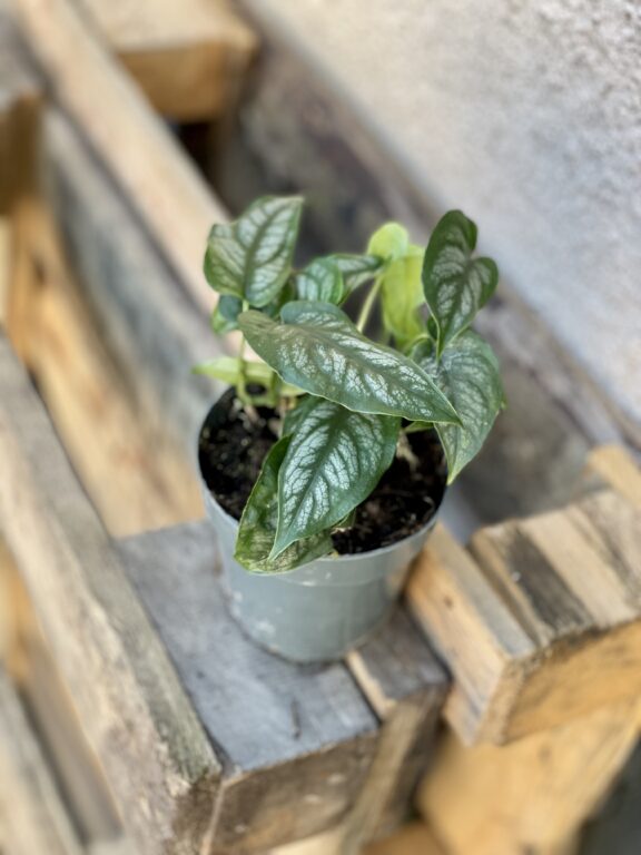 Zdjęcie rosliny doniczkowej Monstera siltepecana, ujęcie 1