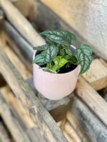 Zdjęcie rosliny doniczkowej Monstera siltepecana, ujęcie 2