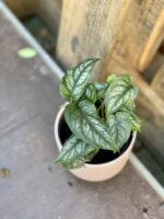 Zdjęcie rosliny doniczkowej Monstera siltepecana, ujęcie 3