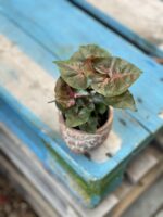 Zdjęcie rosliny doniczkowej Syngonium Maria, ujęcie 1