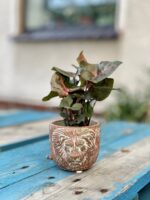 Zdjęcie rosliny doniczkowej Syngonium Maria, ujęcie 2