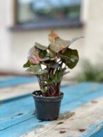 Zdjęcie rosliny doniczkowej Syngonium Maria, ujęcie 3