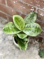 Zdjęcie rosliny doniczkowej Aglaonema Lemon Mint, ujęcie 1