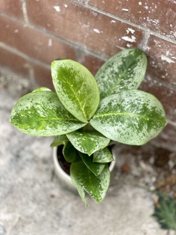 Zdjęcie rosliny doniczkowej Aglaonema Lemon Mint, ujęcie 1