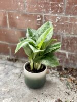 Zdjęcie rosliny doniczkowej Aglaonema Lemon Mint, ujęcie 2