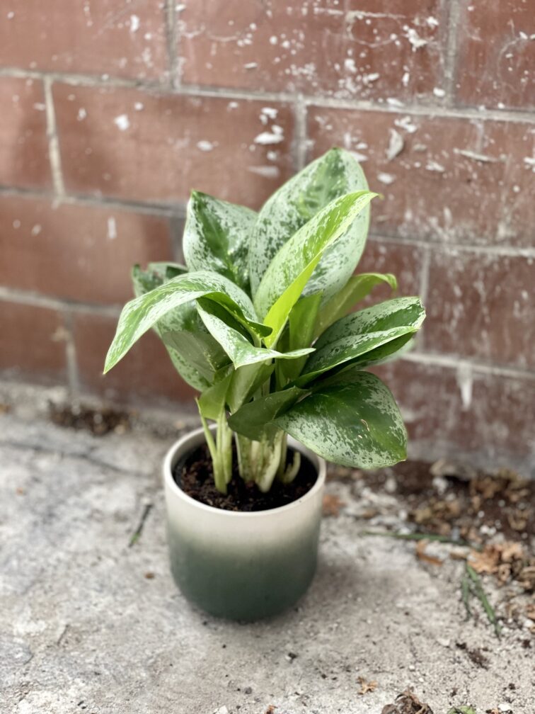 Zdjęcie rosliny doniczkowej Aglaonema Lemon Mint, ujęcie 2