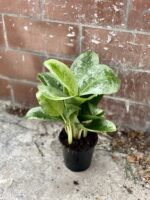 Zdjęcie rosliny doniczkowej Aglaonema Lemon Mint, ujęcie 3